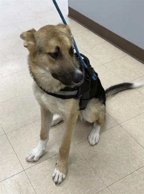 A young large-sized male German Shepherd Dog dog named Remy for adoption in Killeen, TX