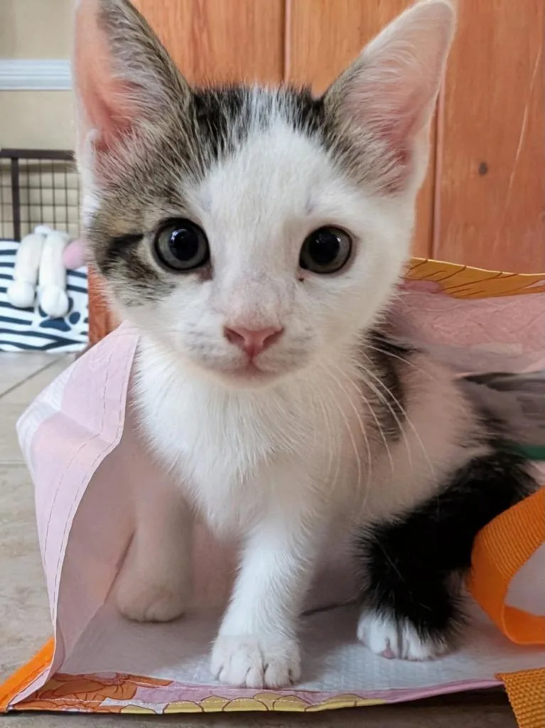 A baby small-sized male Domestic Short Hair cat named Suzuki for adoption in Sebastian, FL