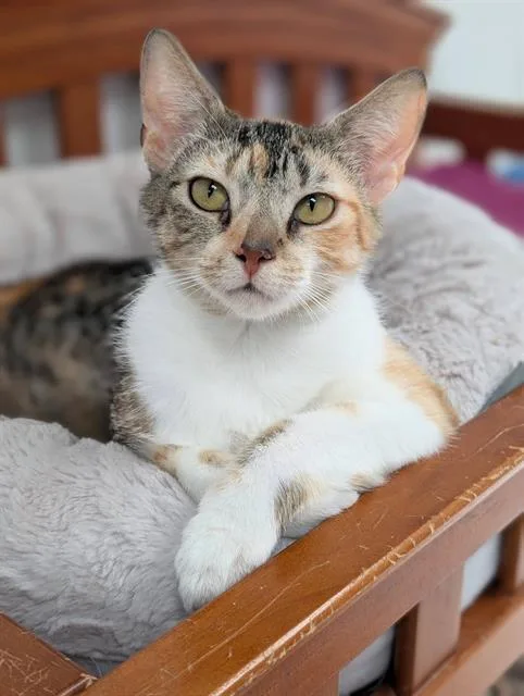 A young medium-sized female Domestic Short Hair cat named Apricot for adoption in Canfield, OH