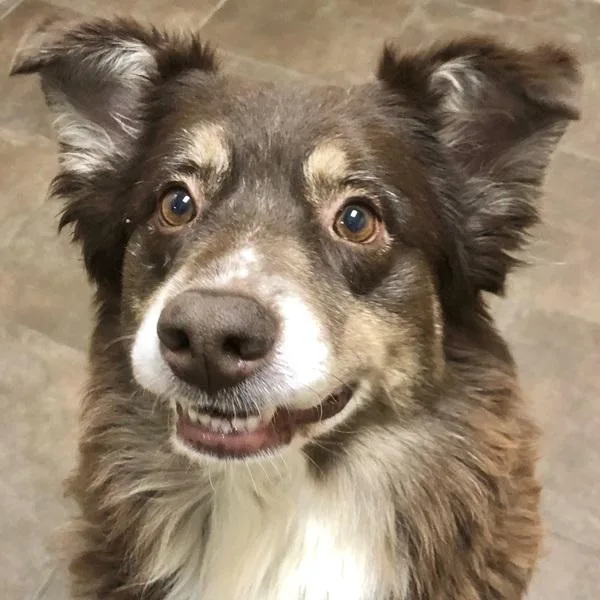 A senior medium-sized female Australian Shepherd dog named Lucy Bonded Buddy for adoption in Des Moines, IA
