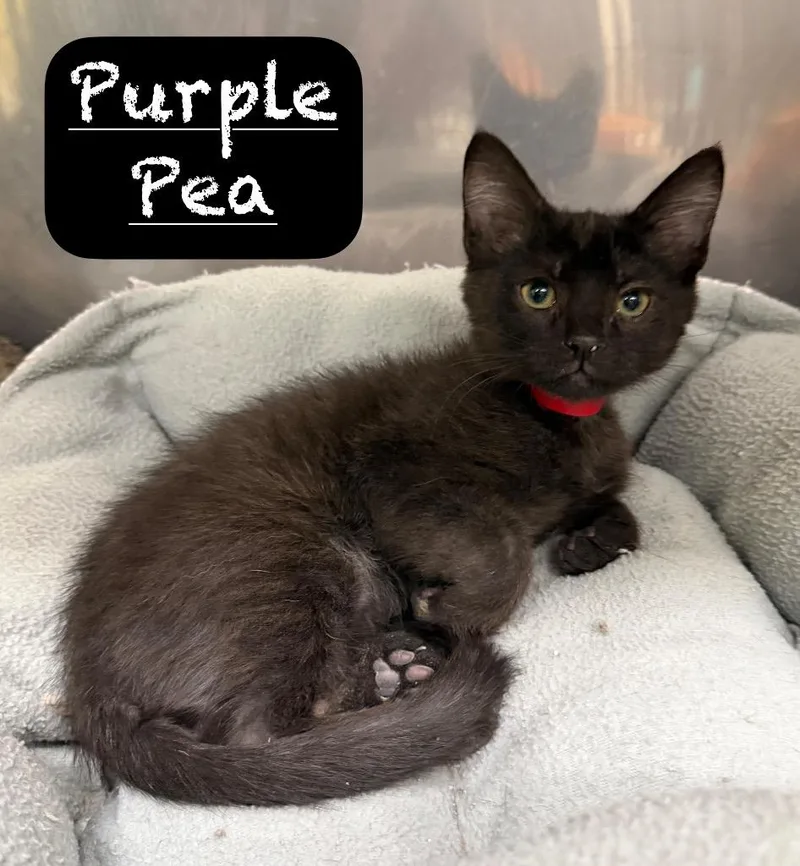 A baby small-sized male Domestic Short Hair cat named Purple Pea for adoption in Maumelle, AR