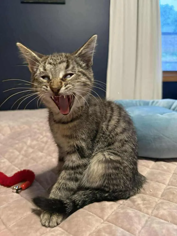 A baby small-sized female Gray / Blue / Silver Domestic Short Hair cat named Danica for adoption in Lincoln, NE