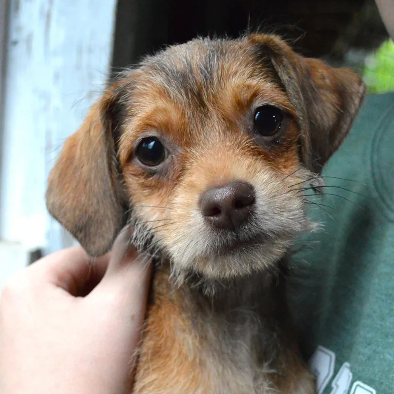 A baby small-sized female Brown / Chocolate Terrier dog named Marigold for adoption in Mundelein, IL