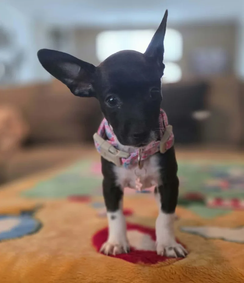 A baby small-sized female Chihuahua dog named Dora for adoption in Gregory, TX