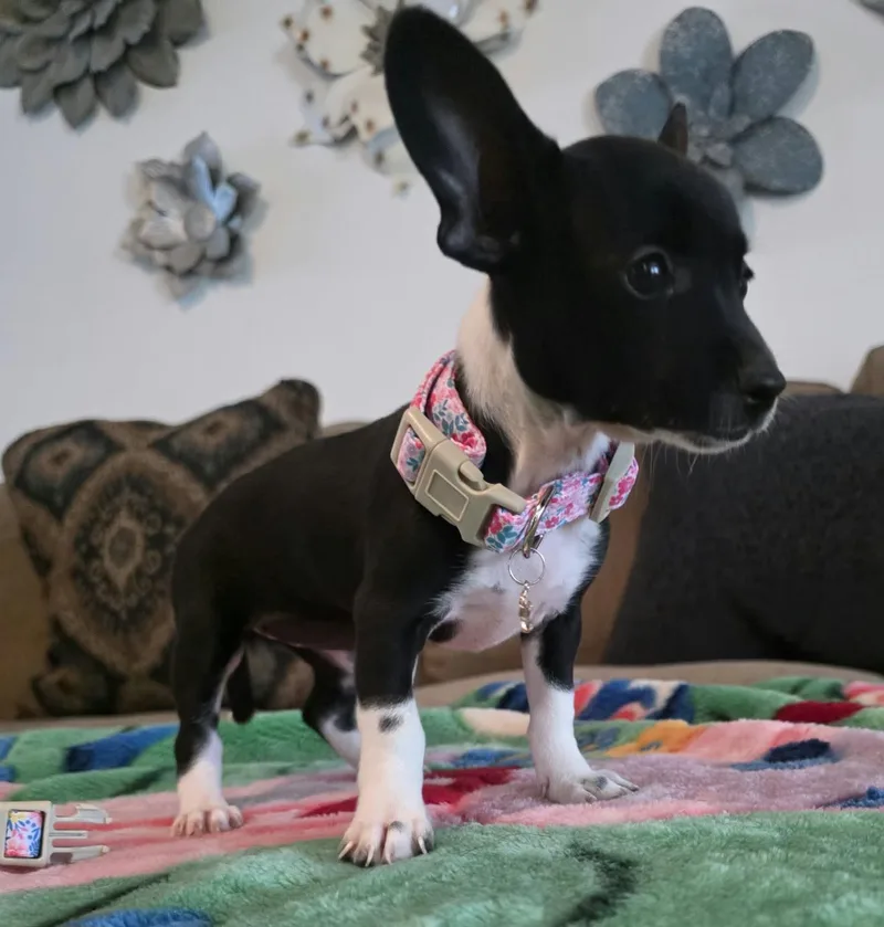 Dora thumbnail 2
