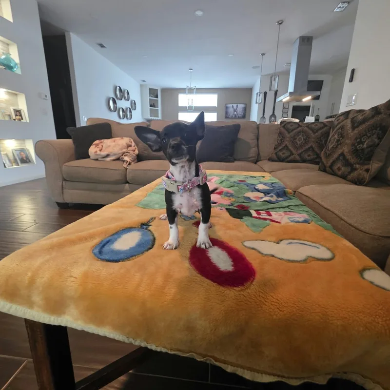 Dora thumbnail 3