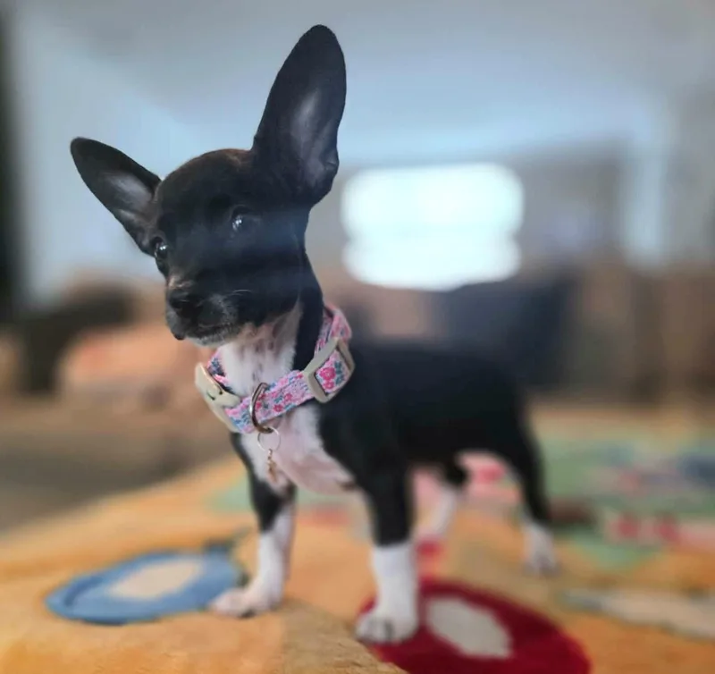 Dora thumbnail 4