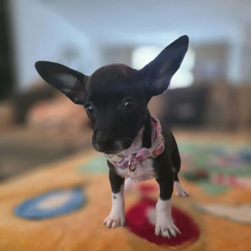Dora thumbnail 5