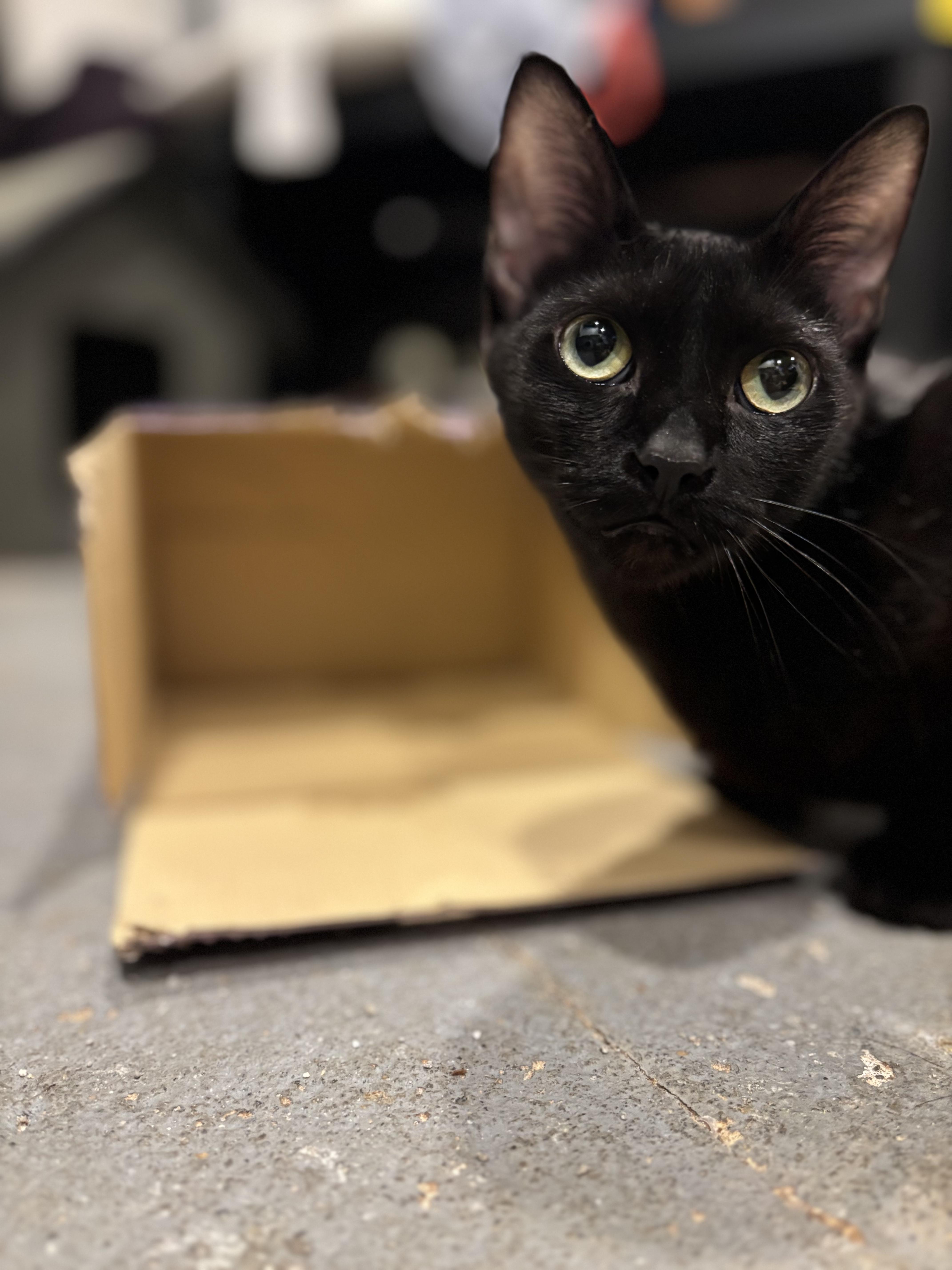 A young medium-sized female Black Domestic Short Hair cat named Claire for adoption in Richmond, VA