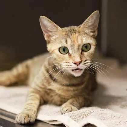 An adult small-sized female White Domestic Short Hair cat named Veronica for adoption in Atlanta, GA