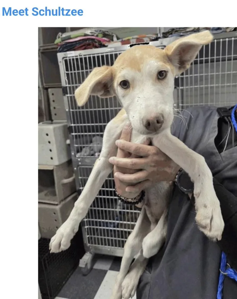 A baby medium-sized male Husky dog named Schultzee for adoption in Salt Lake City, UT