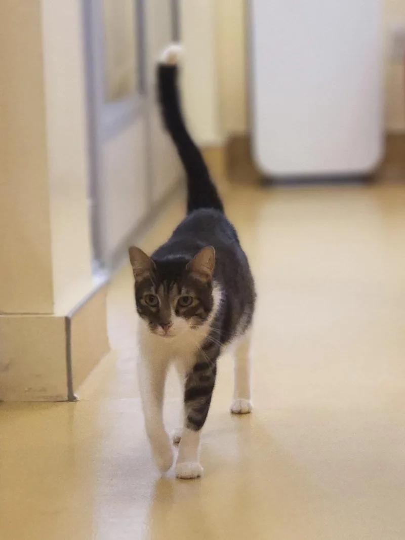 An adult large-sized male Tabby (Brown / Chocolate) Domestic Short Hair cat named Baby Tiger for adoption in Hudson, NY
