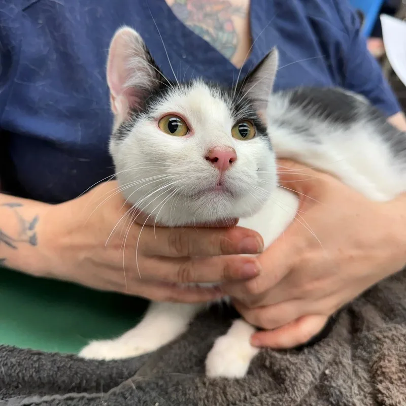 A baby medium-sized male Black & White / Tuxedo Domestic Short Hair cat named Telemachus for adoption in Madison, WI