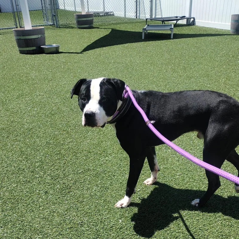 An adult small-sized male Black Mixed Breed dog named Goofus for adoption in Troy, IL
