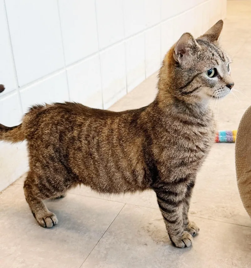 A young medium-sized male Tabby (Brown / Chocolate) Tabby cat named Ezra for adoption in Philadelphia, PA