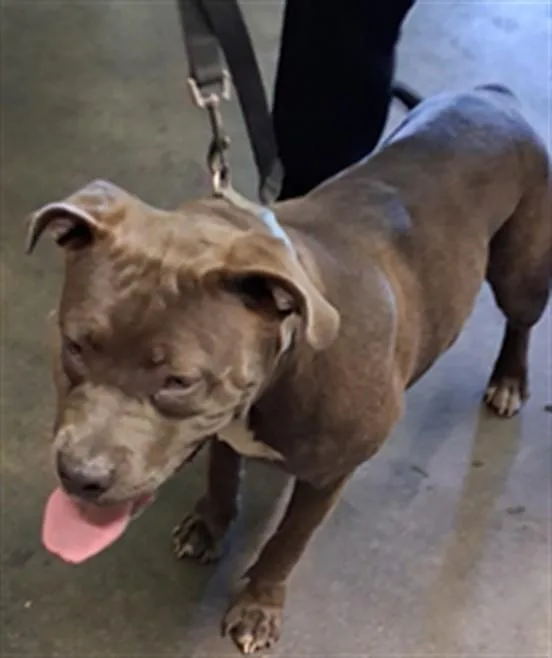 A young large-sized female Pit Bull Terrier dog named Bellatrix for adoption in Los Angeles, CA
