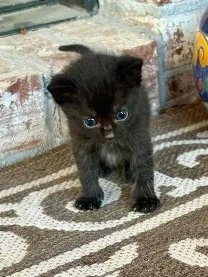 A baby small-sized male Domestic Short Hair cat named Boggle for adoption in Port Saint Joe, FL