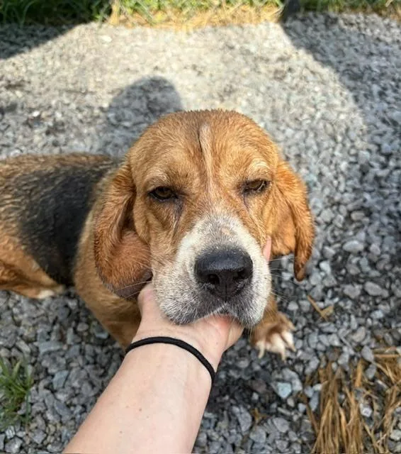 A senior medium-sized female White / Cream Beagle dog named Lucy Lou for adoption in Mocksville, NC