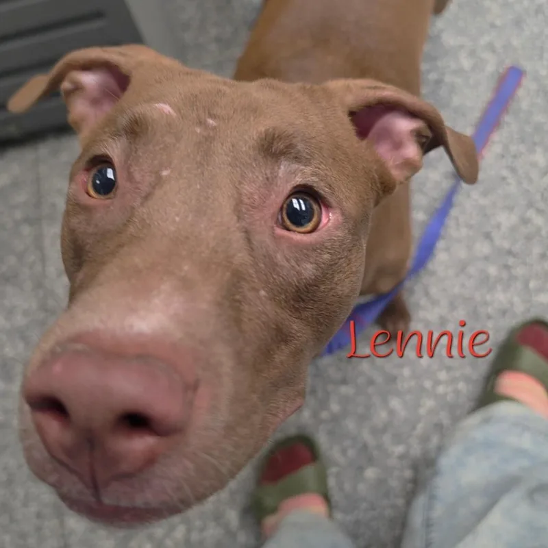 A young medium-sized female Brown / Chocolate Mixed Breed dog named Lennie for adoption in Parkersburg, WV