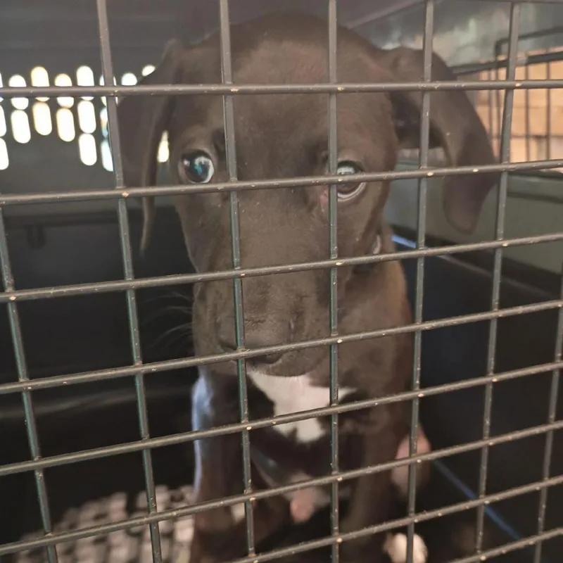 A baby small-sized male Black Labrador Retriever dog named Mercutio for adoption in Lynchburg, VA