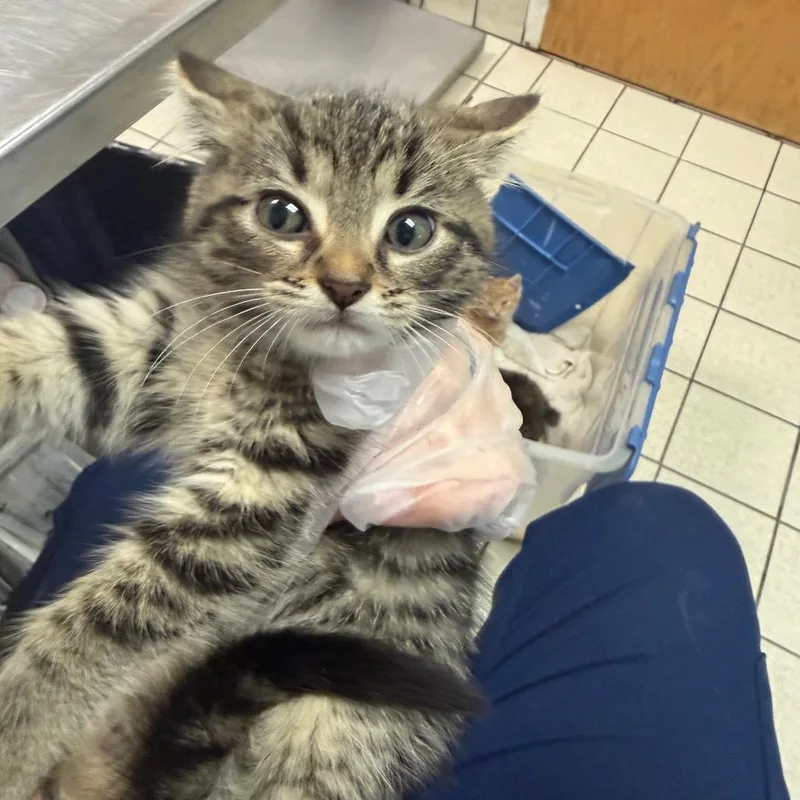 A baby small-sized female Brown / Chocolate Domestic Medium Hair cat named Freckles for adoption in Charleston, WV