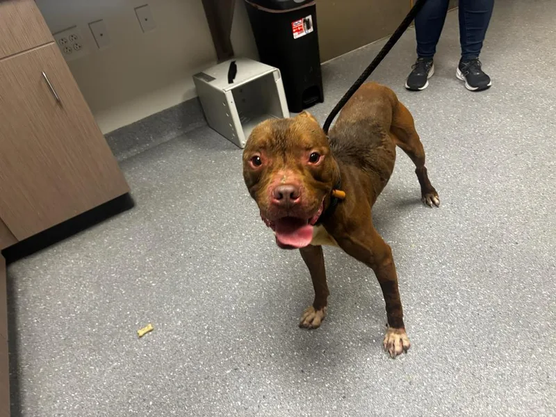 A young large-sized male Pit Bull Terrier dog named Butters for adoption in Greenfield, IN