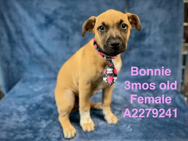 A baby medium-sized female Pit Bull Terrier dog named Bonnie for adoption in Chatsworth, CA