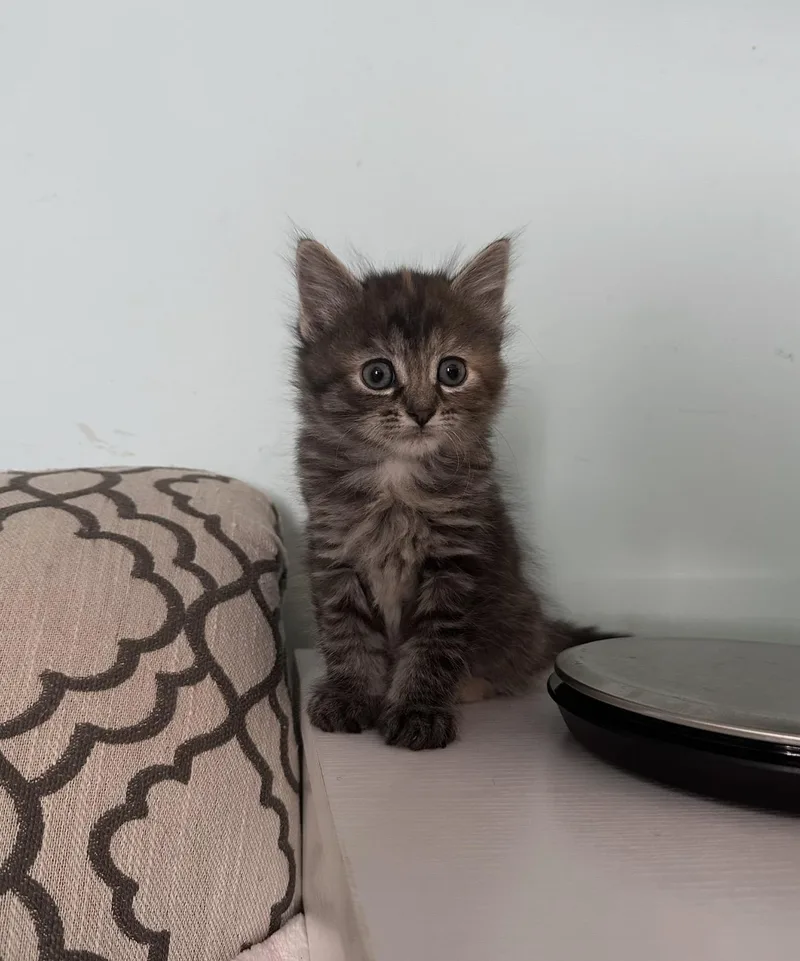A baby small-sized female Tabby (Tiger Striped) Domestic Medium Hair cat named Annette for adoption in Staten Island, NY