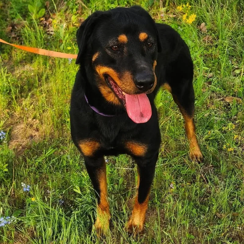 Tallulah thumbnail 2