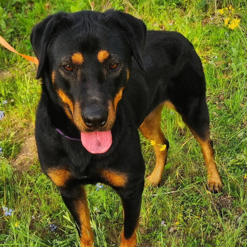 An adult large-sized female Black Rottweiler dog named Tallulah for adoption in Polk, OH