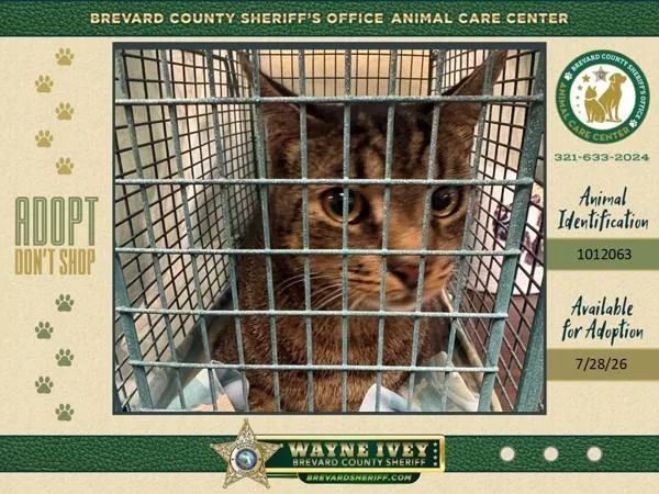 An adult medium-sized male Domestic Short Hair cat named Leo for adoption in Melbourne, FL
