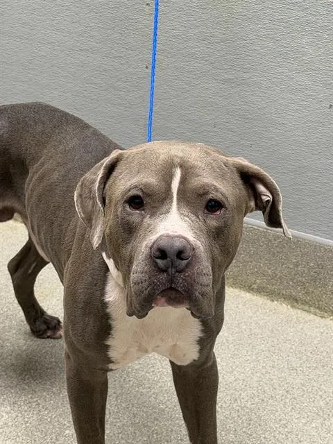 An adult large-sized male Pit Bull Terrier dog named Kyle for adoption in Las Vegas, NV