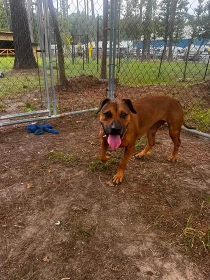 An adult medium-sized female American Staffordshire Terrier dog named B Milly for adoption in North Charleston, SC