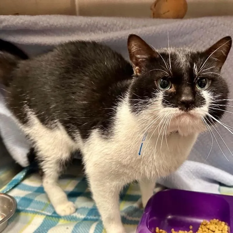 An adult medium-sized male Black Domestic Short Hair cat named Castor for adoption in Chicago, IL