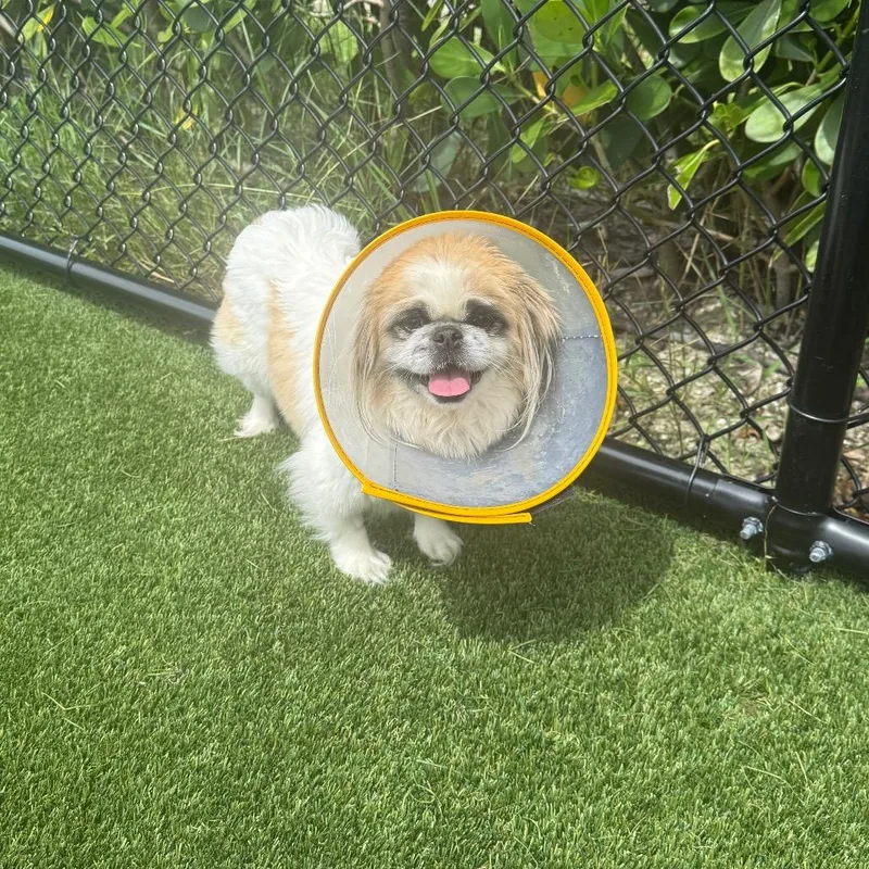An adult small-sized female White / Cream Pekingese dog named Lilah for adoption in LOXAHATCHEE, FL