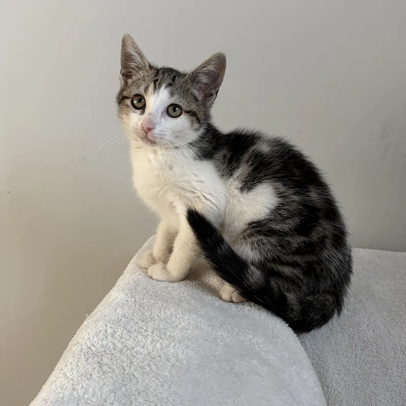 A baby medium-sized female Tabby (Brown / Chocolate) Domestic Short Hair cat named Bumble for adoption in Moriches, NY