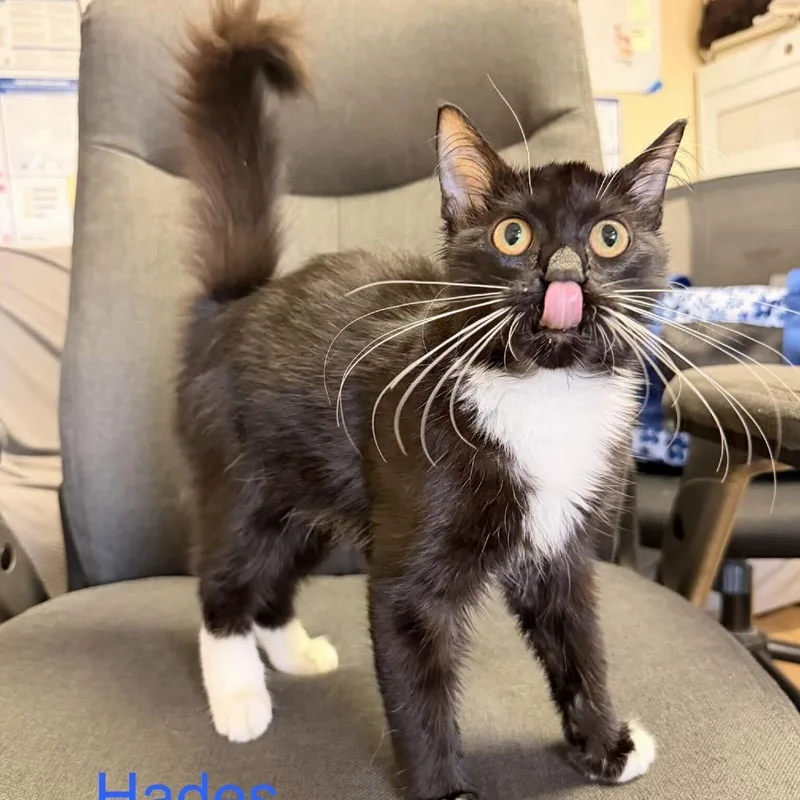 A young small-sized male Black Domestic Short Hair cat named Hades for adoption in Buffalo, MN