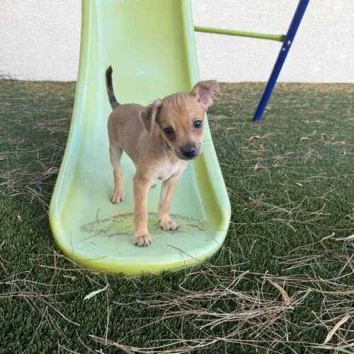 A baby small-sized male Chihuahua dog named Ferrari for adoption in Henderson, NV
