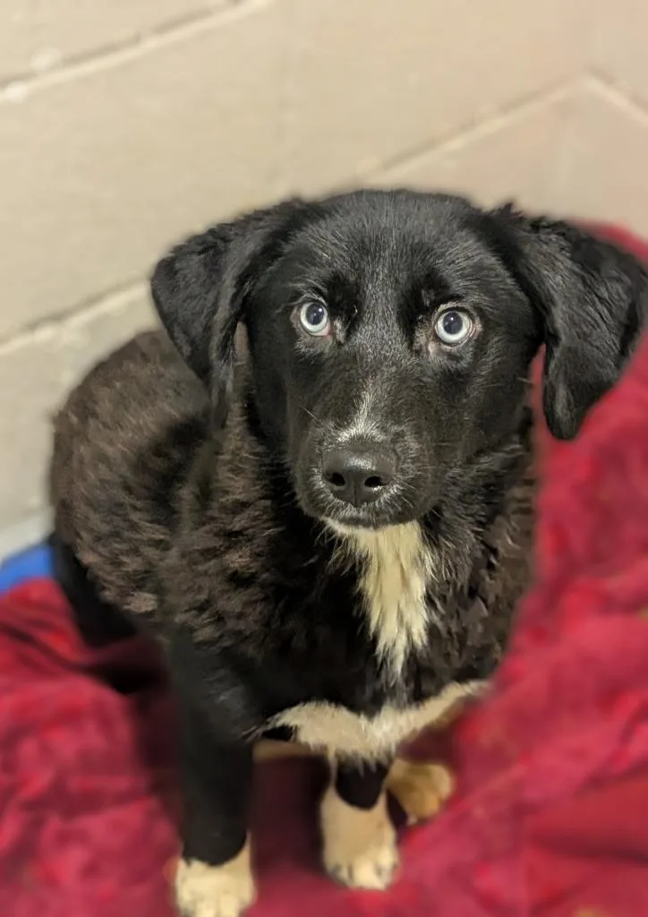 A baby medium-sized female Mixed Breed dog named Athena for adoption in Hyde Park, NY
