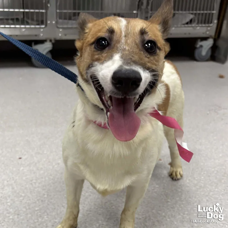 A young small-sized female Jack Russell Terrier dog named Meadow for adoption in Washington, DC