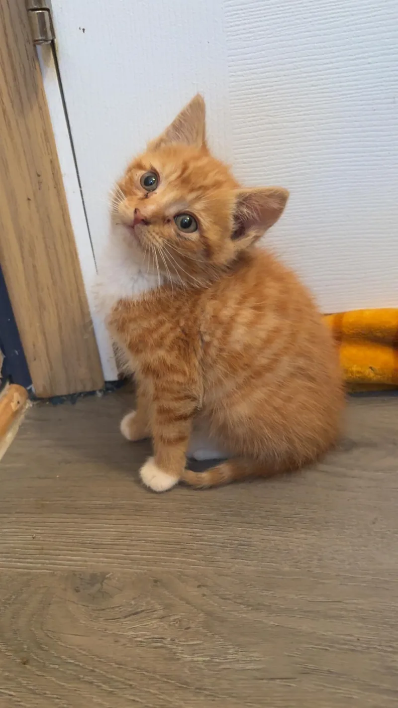 A baby small-sized male Tabby (Orange / Red) Domestic Short Hair cat named Bean Diesel for adoption in Hickory, NC
