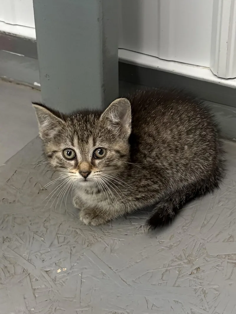 A baby medium-sized female American Shorthair cat named Tianna for adoption in Big Rapids, MI