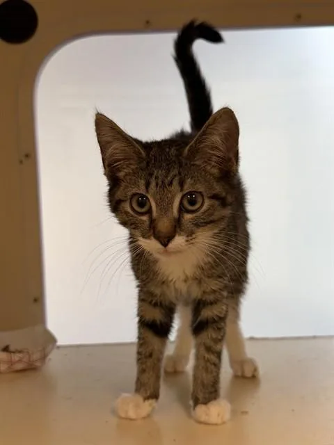 A baby small-sized male Domestic Short Hair cat named Daniel for adoption in Louisville, KY