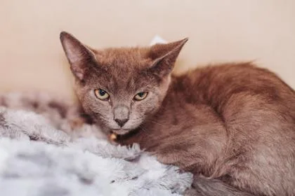 An adult small-sized male Domestic Short Hair cat named a Lucifer PetSmart North for adoption in North Charleston, SC