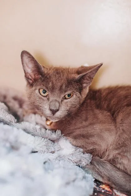 a Lucifer PetSmart North thumbnail 2