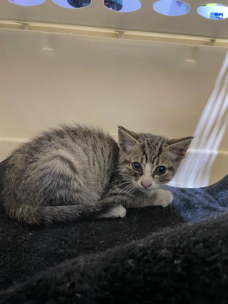A baby small-sized male Domestic Short Hair cat named Goober for adoption in Ferndale, MI