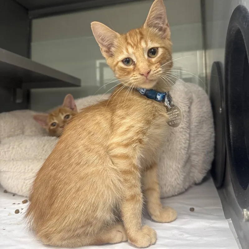 A baby small-sized male Orange / Red Domestic Short Hair cat named NCR Smoothie for adoption in Port Washington, NY