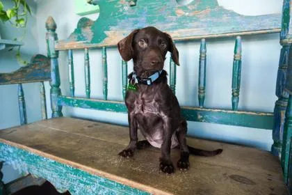 A baby small-sized female Dachshund dog named Smash Dog for adoption in San Antonio, TX