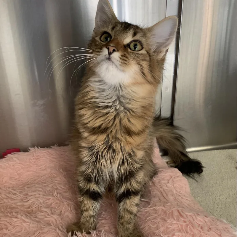 An adult medium-sized female Domestic Medium Hair cat named Knight for adoption in Lynchburg, VA
