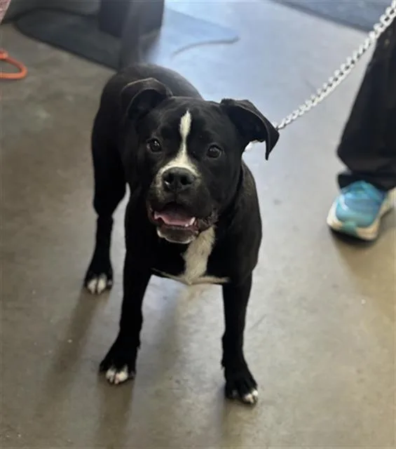 A young medium-sized male Mixed Breed dog named Max for adoption in Dallas, TX